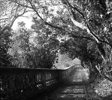 Jardin. Allée (c). Vue prise vers l'ouest.