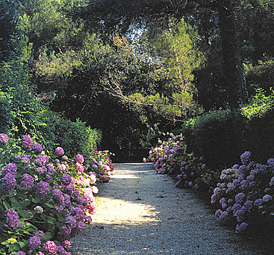 Allée régulière bordée de palissades de pittosporum et d'hortensias au nord-ouest de la villa. Vue prise vers le nord en direction du petit belvédère.