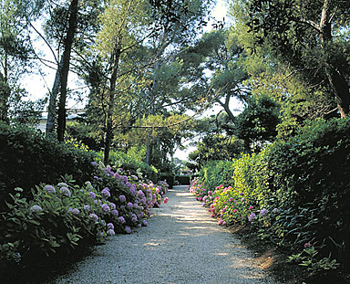 Allée régulière bordée de palissades de pittosporum et d'hortensias au nord-ouest de la villa.