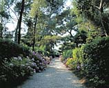Allée régulière bordée de palissades de pittosporum et d'hortensias au nord-ouest de la villa.