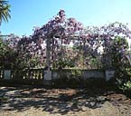 Le jardin. La balustrade et la pergola en clôture à l'extrémité est de l'avenue.
