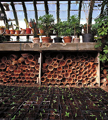 Serre. Intérieur.