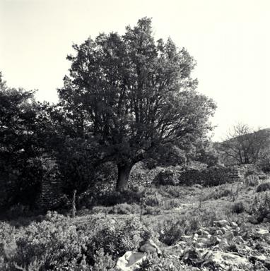 Bergerie et parc à moutons, vue prise du nord-ouest.