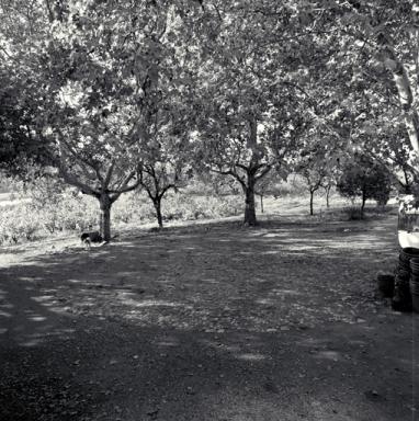 Aire à battre caladée.