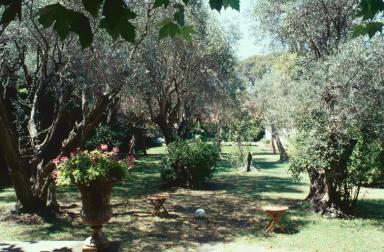 Vue partielle du jardin planté d'oliviers.