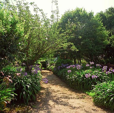 Le jardin régulier au sud-ouest de la maison. Une allée d'agapanthes. Vue prise vers l'ouest.