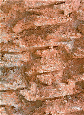 Détail: crépis sur façade.