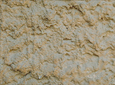 Détail: crépis sur façade.