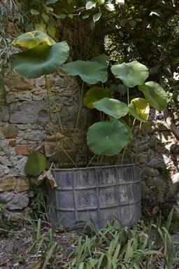 Cuve date 1795 comportant des initiales (IM). Elle est plante d'un lotus (nelumbo nucifera).