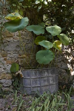 Cuve date 1795 comportant des initiales (IM). Elle est plante d'un lotus (nelumbo nucifera).