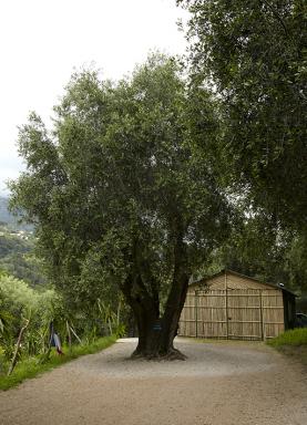 Le plus vieil arbre du jardin : un olivier situ  l'entre de la proprit.