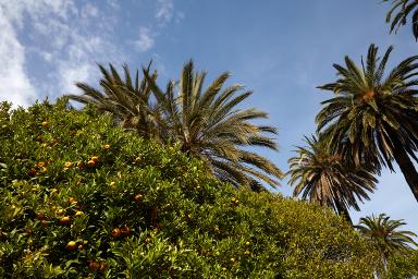 Agrumes et palmiers.