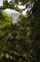 Perspective sur les montagnes ceinturant Menton. Au premier plan, feuillage d'un ginkgo et trachycarpus fortunei.