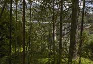 Bambous surplombant la grande terrasse. A l'arrire-plan, le viaduc de l'autoroute A8 et les montagnes.
