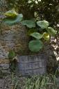 Cuve date 1795 comportant des initiales (IM). Elle est plante d'un lotus (nelumbo nucifera).