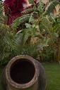 Le jardin rgulier : col de la grande jarre. A l'arrire-plan, une bougainville rouge dissimule la fentre sud-est de la bibliothque.