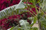 Le jardin rgulier : feuilles de bananiers et bougainville rouge.