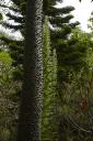 Tronc d'un ceiba,  l'corce couverte d'pines. A l'arrire-plan, araucaria.
