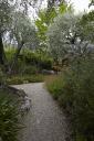 Le jardin des plantes de climat mditerranen : alle borde d'oliviers.