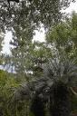 Le jardin des plantes de climat mditerranen : composition associant diffrents arbres.