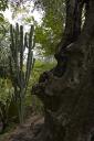 Le jardin des plantes de climat mditerranen : tronc d'un olivier sculaire et cactus.
