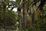 L'alle d'accs : palmiers des Canaries.