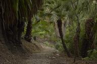 Le jardin des plantes de milieu tropical forectier : vue plongeante sur un sentier.