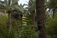 Le jardin des plantes de milieu tropical forestier : araucaria, palmiers des Canaries de la grande alle d'accs, cyprs.