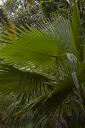 Le jardin des plantes de milieu tropical forestier : palmes d'un trachycarpus fortunei.