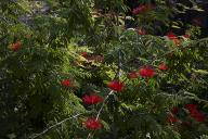Le jardin des plantes de milieu tropical sec : calliandra (calliandra tweedyi).