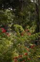 Le jardin des plantes de milieu tropical sec : calliandra.