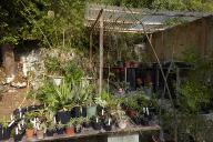 Le jardin des plantes de milieu tropical sec : la ppinire. Au premier plan, propagation des succulentes.