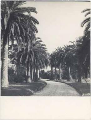 [Villa du Cap  Antibes. L'avenue d'accs plante de palmiers.], vers 1950.