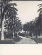 [Villa du Cap  Antibes. L'avenue d'accs plante de palmiers.], vers 1950.