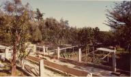 [Le jardin fleuriste, vue depuis le nord], 1978. Cette partie servait peut-tre aussi de jardin d'utilit.
