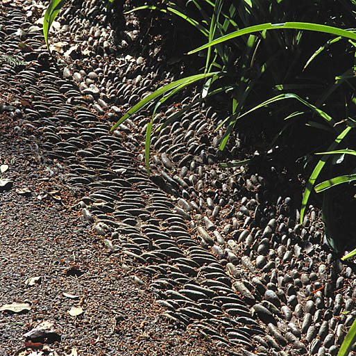 Rigole bordant une alle. Vue de dtail rapproche.