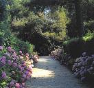 Alle rgulire borde de palissades de pittosporum et d'hortensias au nord-ouest de la villa. Vue prise vers le nord en direction du petit belvdre.