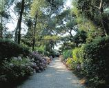 Alle rgulire borde de palissades de pittosporum et d'hortensias au nord-ouest de la villa.