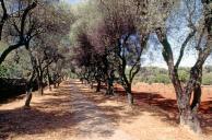 Alle borde d'oliviers situe au sud-est, en bordure du parc.