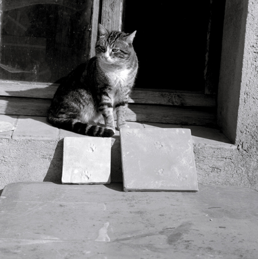 Le chat de l'usine et ses empreintes sur le carrelage.