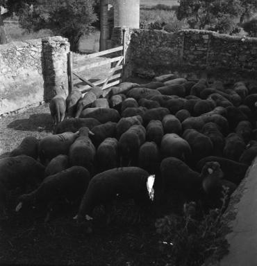 Enclos vue du nord-est.