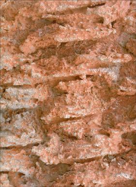 Détail: crépis sur façade.